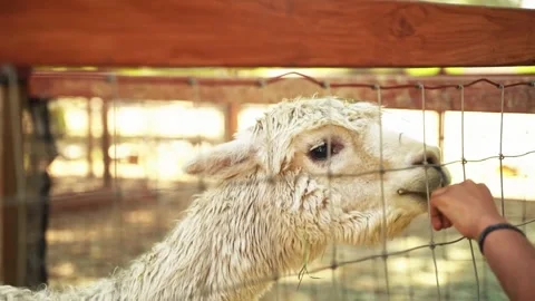 Alpaca Eating from a Hand Through Farm Fence Stock Footage 340538597