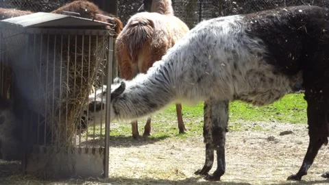 Alpaca eating hay Vídeos de archivo 295169414