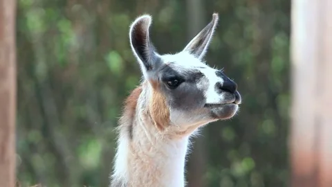 Alpaca Eating Hay, Llama Stock Video Pond5