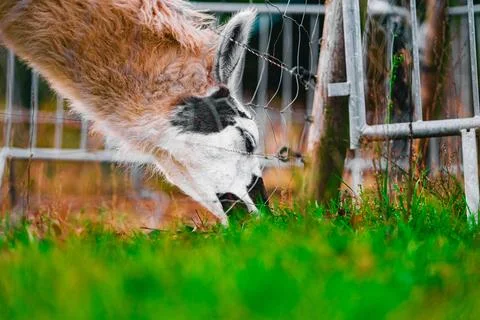 Alpaca Eats Grass Close Up Viewed From Floor Level Stock Photos