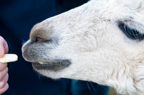 Alpaca eats of a hand Stock Photos