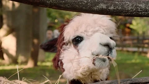 Alpaca eats hay in an aviary Stock Footage 160343170