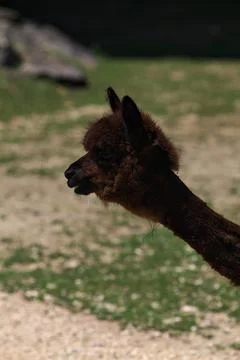 Alpaca in an enclosure Stock-Fotos