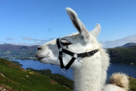 Alpaca Enjoying the View Stock Photos