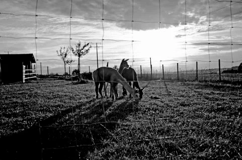 Alpaca in evening sun Stock Photos