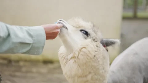 Alpaca face Close up. Portrait of a cute alpaca on a farm. Alpacas graze in the Stock Footage 302490517