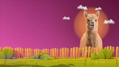 Alpaca face looking directly at camera Stock Footage 345987226