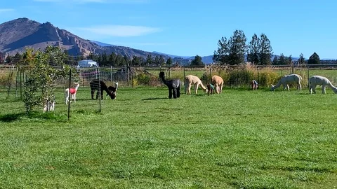 Alpaca Farm Stock Footage 118171157