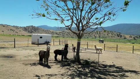Alpaca Farm Video stock 280325624