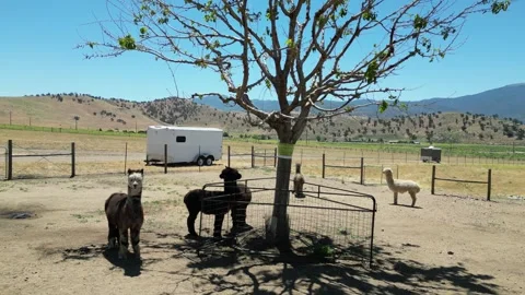 Alpaca Farm Video stock 280325637