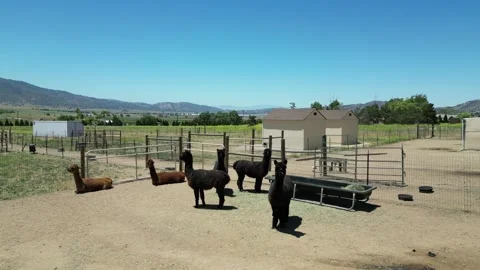 Alpaca Farm Video stock 280325658