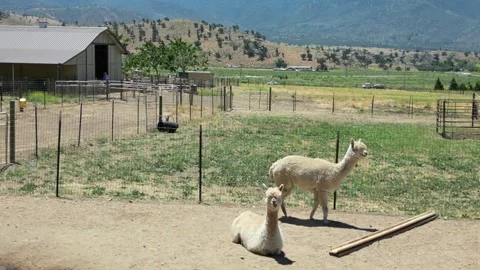 Alpaca Farm Video stock 280325665