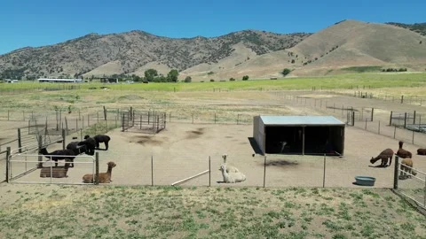 Alpaca Farm Video stock 280325670