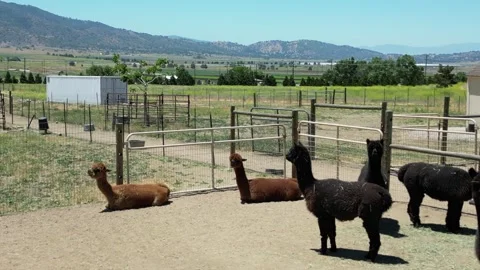 Alpaca Farm Vidéo 280325685