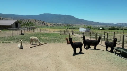 Alpaca Farm Video stock 280325686