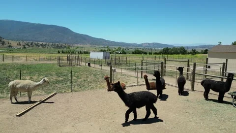 Alpaca Farm Video stock 280325687