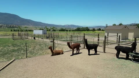 Alpaca Farm Video stock 280325724