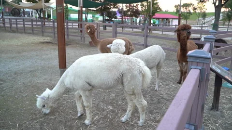 Alpaca in the farm land Stock Footage 169913619