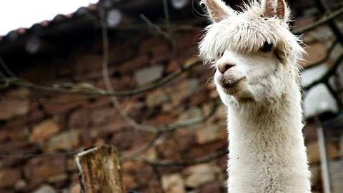 Alpaca on a farm in the north of Spain Stock Footage 88488799