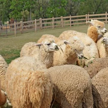 Alpaca in the farm Stock Photos