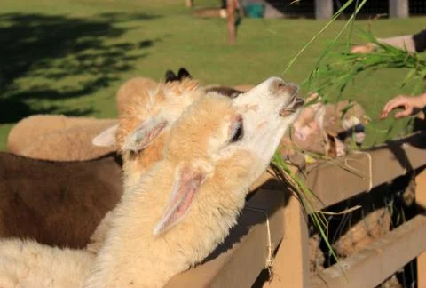Alpaca in farm Stock Photos