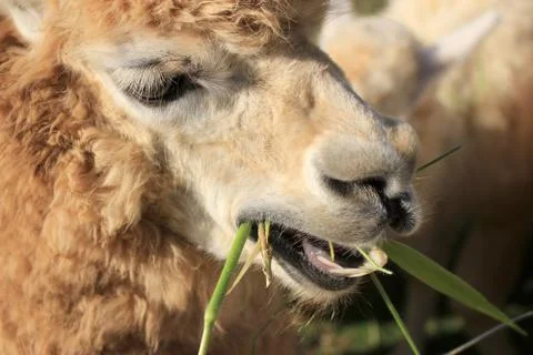 Alpaca in farm Stock Photos