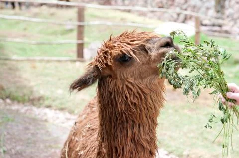 Alpaca At A Farm Foto stock