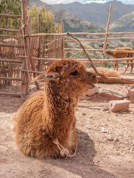 Alpaca Farm Stock Photos