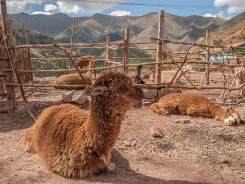 Alpaca Farm Stock Photos
