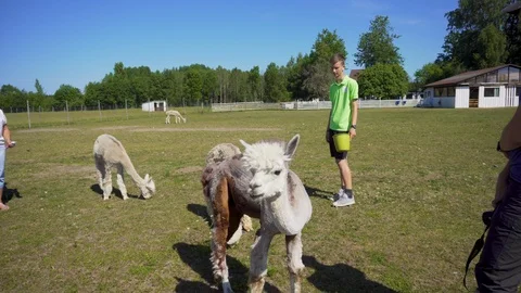 Alpaca farm routine. Video stock 91586344