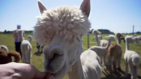 Funny best sale alpaca videos