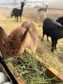 Alpaca Feeding Time Stock Photos