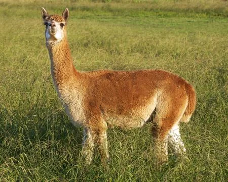 Alpaca in the field Stock Photos