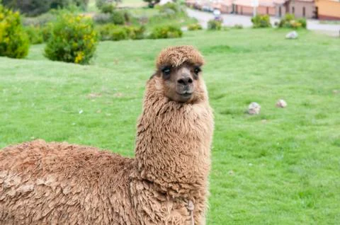 Alpaca In A Field Stock Photos