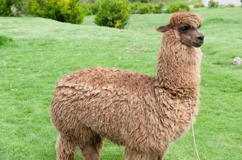 Alpaca In A Field Stock Photos