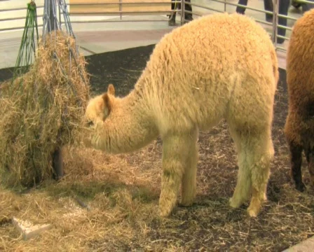 Alpaca Vídeo Stock 357788