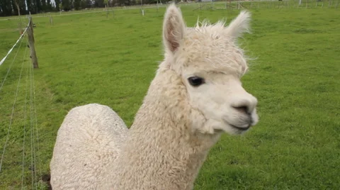 Alpaca  Stock Footage 881964