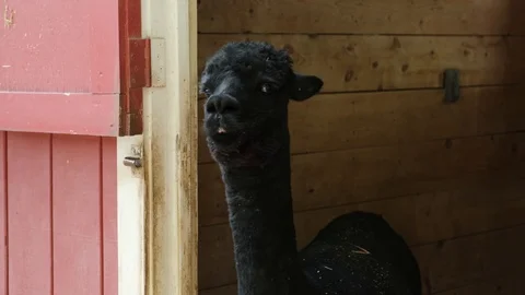 Alpaca Stock Footage 125856418
