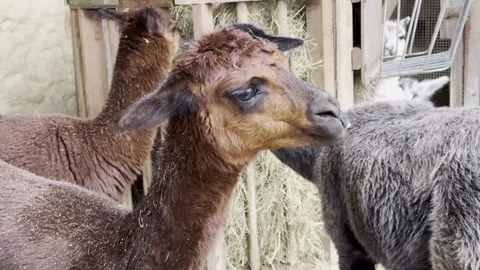 Alpaca Stock Footage 297080939