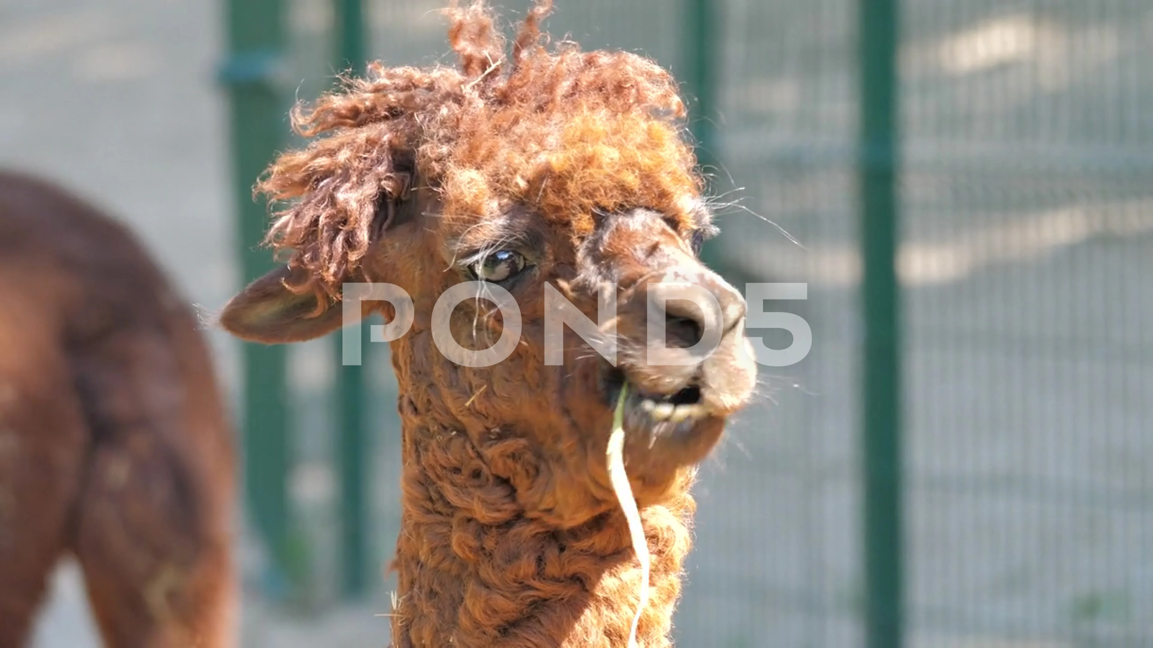 Share 71+ funny goat hairstyle super hot - in.eteachers