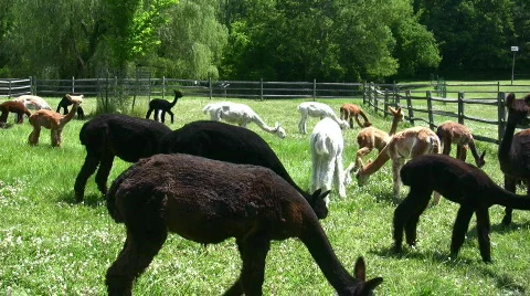 An alpaca gets up close to the camera Stock Footage 97974