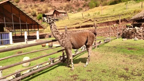 Alpaca with a giraffe pattern in an outdoor alpaca museum near Cusco Stock Footage 288232627