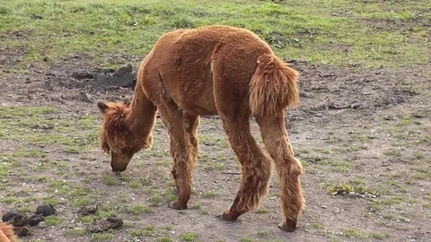 Alpaca grazing with another alpaca wandering Stock Footage 79875643
