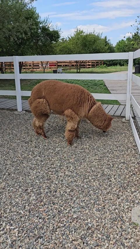 Alpaca grazing in a farm area surrounded by green grass and wooden fencing Video stock 341700067
