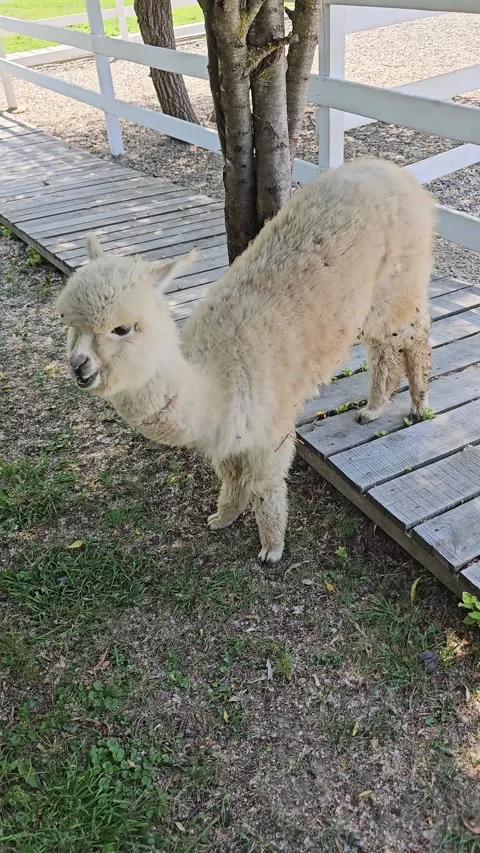 Alpaca grazing in a farm area surrounded by green grass and wooden fencing Video stock 341700740