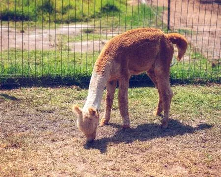 Alpaca Grazing In A Field Stock Photos