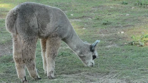 Alpaca grazing Stock Footage 64825722