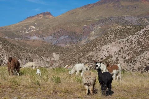 Alpaca Grazing Foto stock