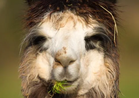 Alpaca having lunch Stock Photos
