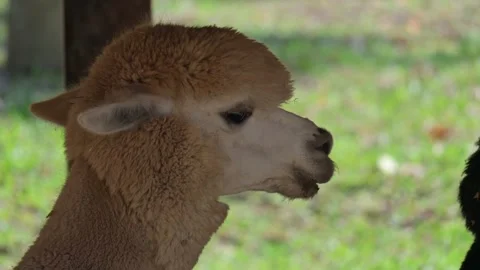 Alpaca head 스톡 동영상 265379205